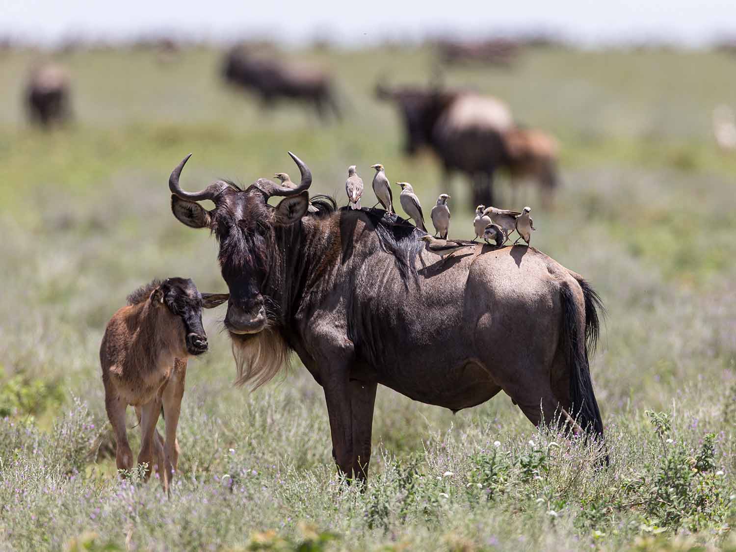 12 Days Circle of Life - Calving Season, Serengeti Plains